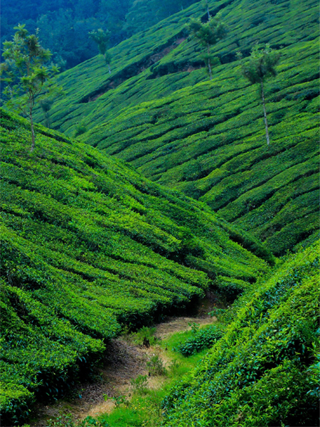 Kerala Taxi Services